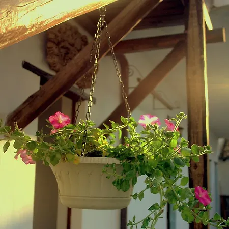 Domu Elvira Guest house 3*