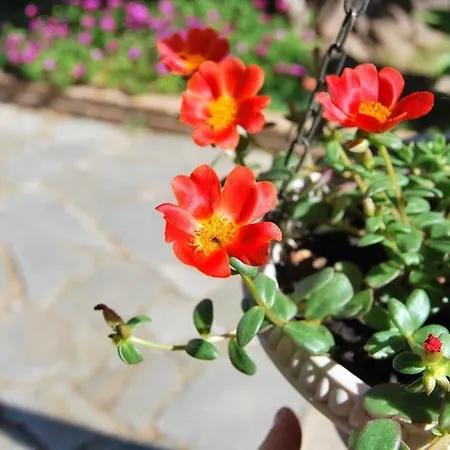 Domu Elvira Muravera