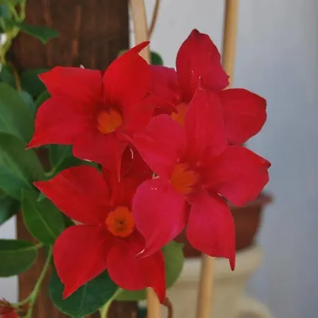 Domu Elvira Vendégház 4*